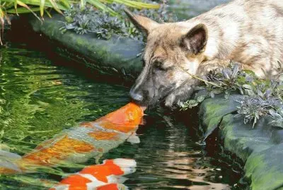 beijo-animal-10