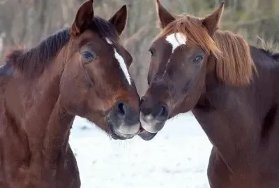 beijo-animal-11