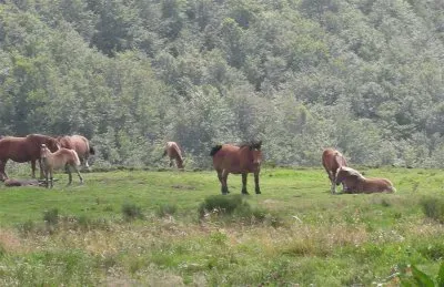 chevaux