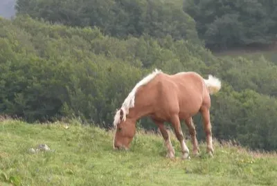 cheval