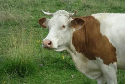 vache