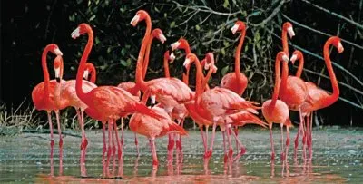 FLAMENCOS EN CELESTÃšN, YUC.