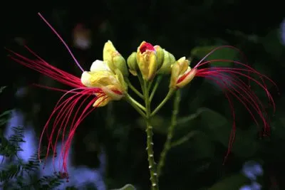 Exotic Flower jigsaw puzzle