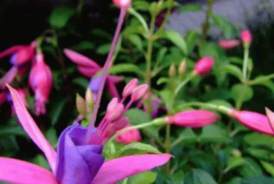 Fuchsia