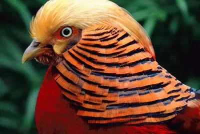 Golden Chinese Pheasant