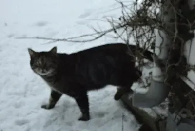 le chat   "flocon de neige "