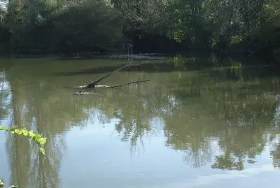 bords du Loir: un crocodile !
