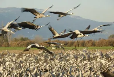 Hachula Valley, Israel