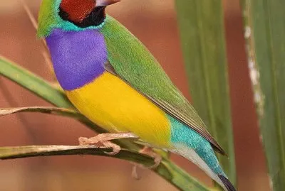 Male Gouldian Finch  Australia