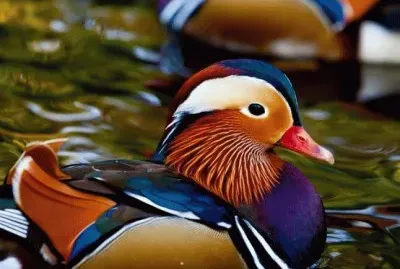 Mandarin Ducks