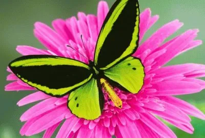 Butterfly on a Flower jigsaw puzzle