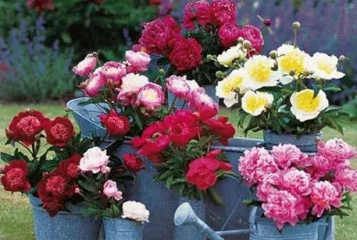 bouquets