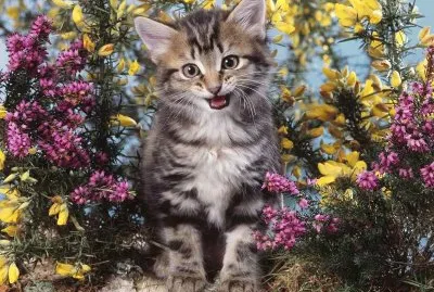 Gatico