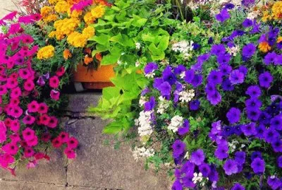 Pretty Colour Combo