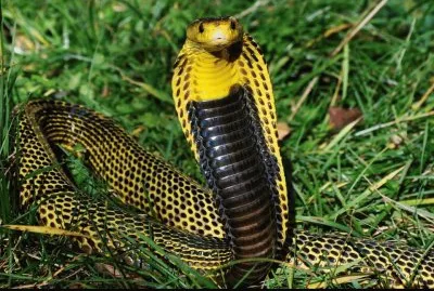 Naja Amarela