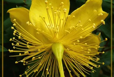 Yellow Exotic jigsaw puzzle