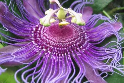 Flower Octapus jigsaw puzzle