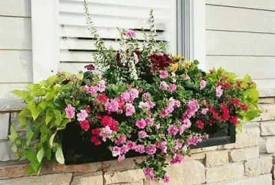 Garden Flowers
