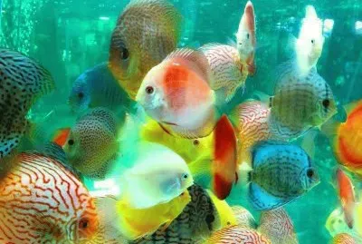 Peixinhos jigsaw puzzle