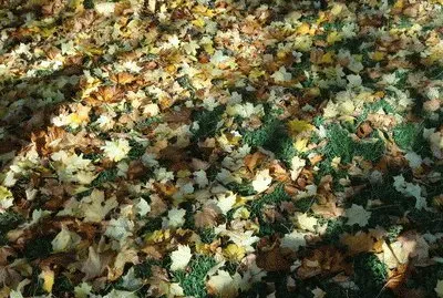 automne