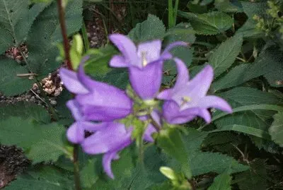 campanules