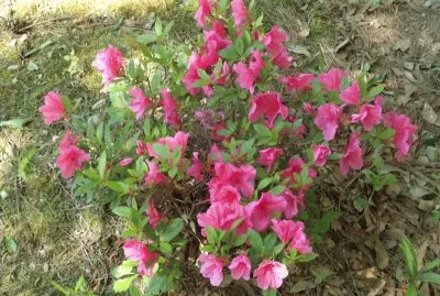 flowering bush