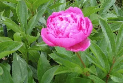 pivoine jigsaw puzzle