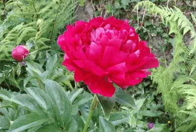 pivoine
