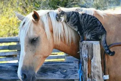 - quero o teu amor!