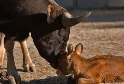 - mamÃ£e te ama!