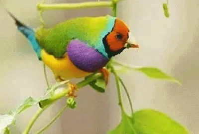 - sou colorido!