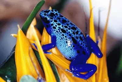 Colorful Frog