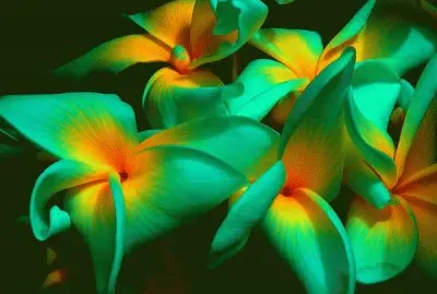 Tropical Flowers Virgin Islands