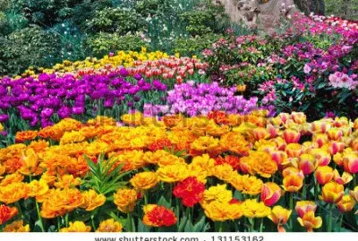 tulipes