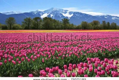 tulipes