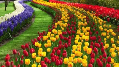 tulipes jigsaw puzzle