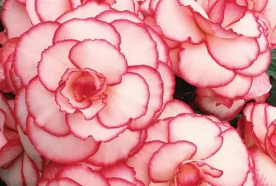begonias