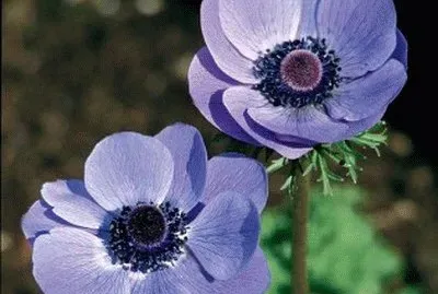 anemone
