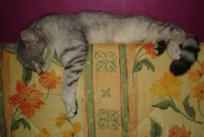 chat fatiguÃ©