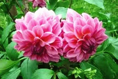 פאזל של DÃ¡lias Cor de Rosa