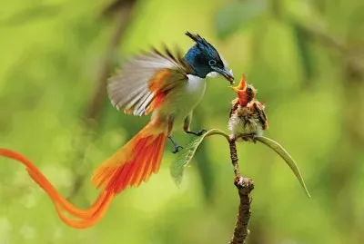 DESAYUNO DEL BEBÃ‰ AVE DEL PARAÃSO