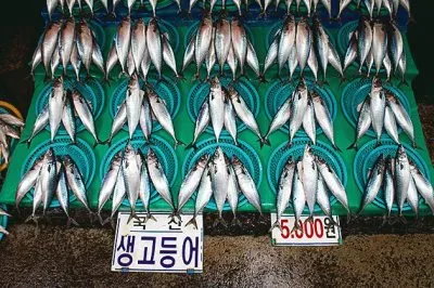 Jagalchi Fish Market  Seoul