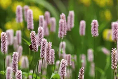 פאזל של renouÃ©e bistorte