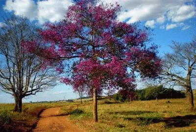 - lÃ¡ no pÃ© da serra