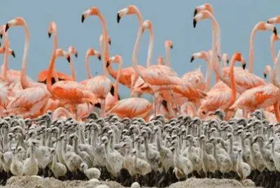 - flamingo