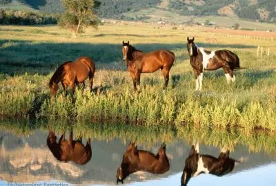 פאזל של CABALLITOS