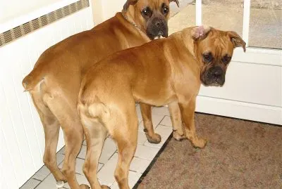 פאזל של LE couple !