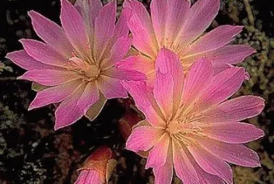 Bitteroot  Montana State Flower