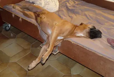 פאזל של Grosse fatigue pour elle !