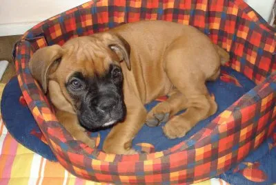 פאזל של J 'ai 3 mois.